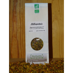 Millepertuis perforé