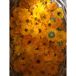 Calendula