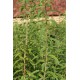 Verveine odorante