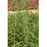 Verveine odorante