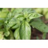 Basilic